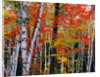 Birch and Maple Trees in Autumn by Anonymous