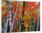 Birch and Maple Trees in Autumn by Anonymous