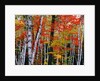 Birch and Maple Trees in Autumn by Anonymous