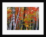 Birch and Maple Trees in Autumn by Anonymous