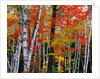 Birch and Maple Trees in Autumn by Anonymous