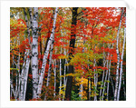 Birch and Maple Trees in Autumn by Anonymous
