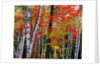 Birch and Maple Trees in Autumn by Anonymous