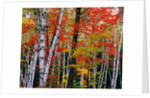 Birch and Maple Trees in Autumn by Anonymous