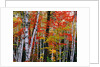 Birch and Maple Trees in Autumn by Anonymous