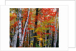 Birch and Maple Trees in Autumn by Anonymous