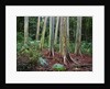 Mindanao Gums by Anonymous