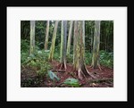 Mindanao Gums by Anonymous