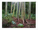 Mindanao Gums by Anonymous