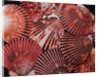 Scallop Shells by Anonymous