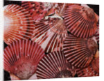 Scallop Shells by Anonymous