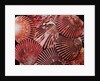Scallop Shells by Anonymous