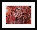 Scallop Shells by Anonymous