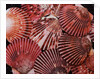 Scallop Shells by Anonymous