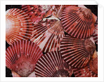 Scallop Shells by Anonymous