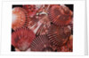 Scallop Shells by Anonymous