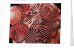 Scallop Shells by Anonymous