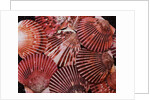 Scallop Shells by Anonymous