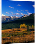 Meadow near Molas Divide by Anonymous