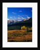 Meadow near Molas Divide by Anonymous