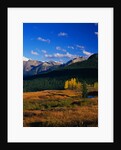 Meadow near Molas Divide by Anonymous