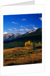 Meadow near Molas Divide by Anonymous