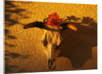 Flowers on a Cattle Skull by Anonymous