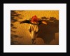 Flowers on a Cattle Skull by Anonymous
