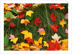 Maple Leaves and Grass by Anonymous
