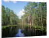 Okefenokee Swamp by Anonymous
