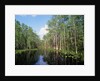 Okefenokee Swamp by Anonymous