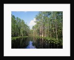Okefenokee Swamp by Anonymous