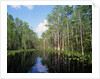 Okefenokee Swamp by Anonymous