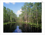 Okefenokee Swamp by Anonymous