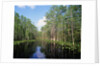 Okefenokee Swamp by Anonymous