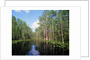 Okefenokee Swamp by Anonymous