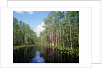 Okefenokee Swamp by Anonymous
