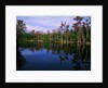 Billy's Lake by Anonymous