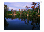 Billy's Lake by Anonymous