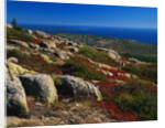 Granite Outcrops on Cadillac Mountain by Anonymous