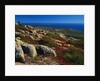 Granite Outcrops on Cadillac Mountain by Anonymous