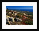 Granite Outcrops on Cadillac Mountain by Anonymous