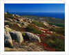Granite Outcrops on Cadillac Mountain by Anonymous