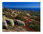 Granite Outcrops on Cadillac Mountain by Anonymous