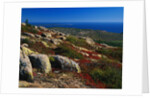 Granite Outcrops on Cadillac Mountain by Anonymous