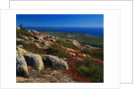 Granite Outcrops on Cadillac Mountain by Anonymous