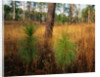 Pine Trees in Tall Grass by Anonymous