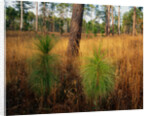 Pine Trees in Tall Grass by Anonymous