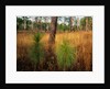 Pine Trees in Tall Grass by Anonymous