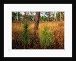 Pine Trees in Tall Grass by Anonymous
